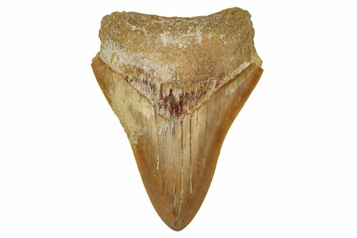 Serrated, Fossil Megalodon Tooth From Morocco - Rare Location #353020